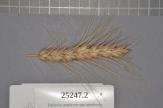 Click for 1 image(s) for this accession. Spike